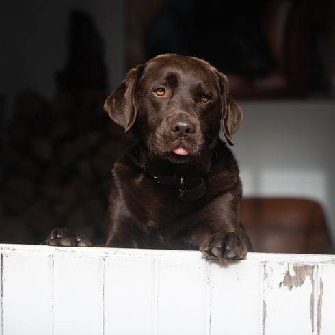 JUMBO ART - CHOCOLATE & RASPBERRY - HUGE 1 Metre Square Canvas